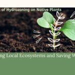 The Impact of Hydrozoning on Native Plants: Enhancing Local Ecosystems and Saving Water